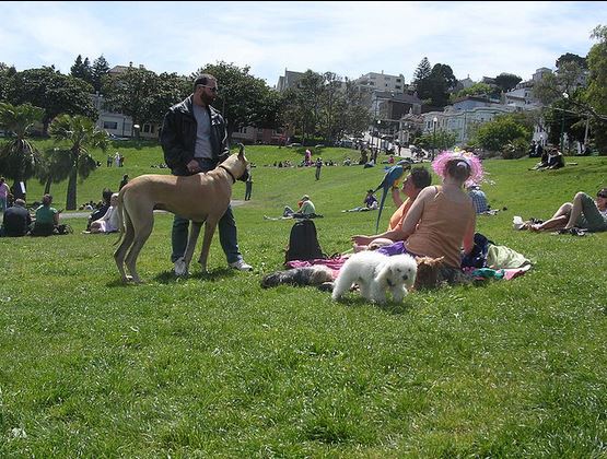San Francisco Dog Parks Off Leash San Francisco Dog Parks Off Leash