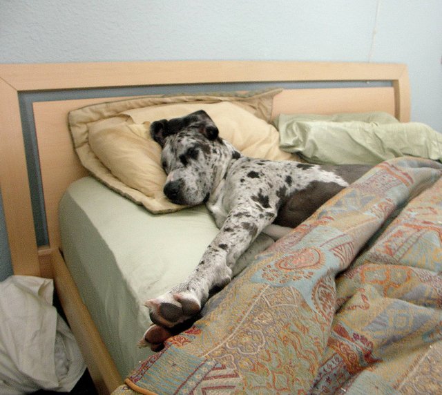 do dogs snore 15 signs that you might be codependent on your rover do dogs snore 15 signs that you might be codependent on your rover