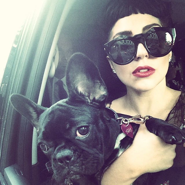 A dozen dog-loving celebs you should follow on Instagram ... Lady Gaga Instagram