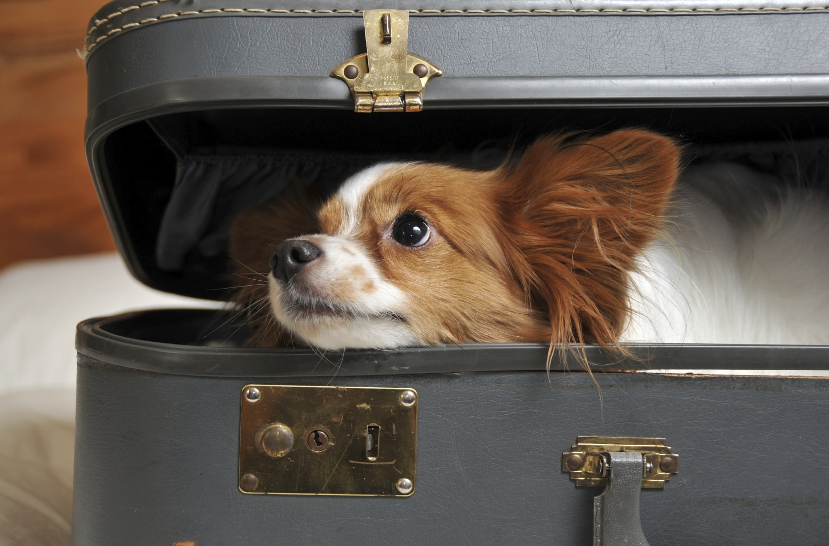 Seven steps to soothe separation anxiety in dogs - Rover Blog