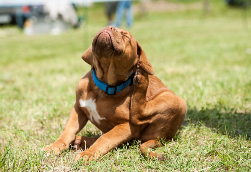 rottweiler skin allergies what to do about skin allergies rover rottweiler skin allergies what to do about skin allergies rover