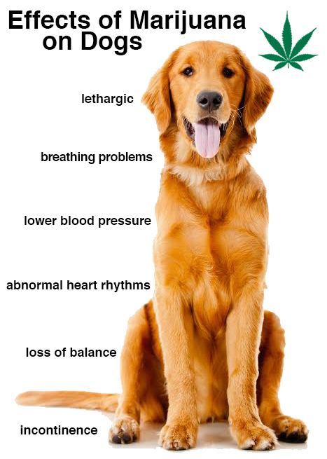 marijuana and dogs can you eat dogs breeds picture marijuana and dogs can you eat dogs breeds picture
