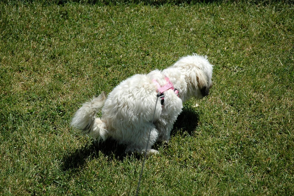 puppy not pooping 5 bags that are really the sh t puppy not pooping 5 bags that are really the sh t