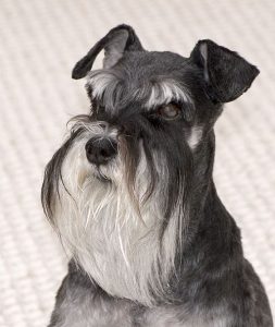 Serious schnauzer - schnauzer personality