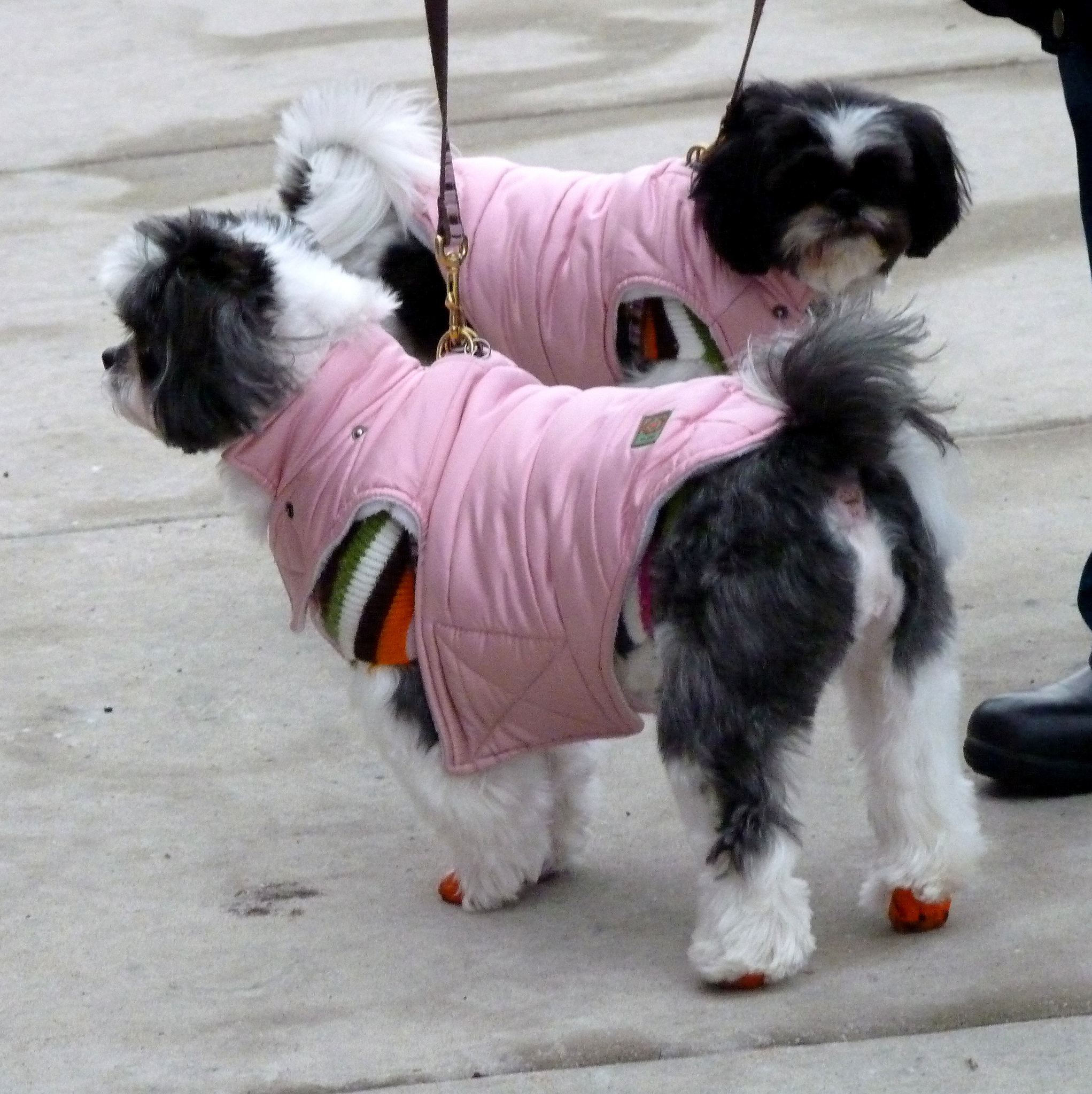 boots for dogs the best boots for all seasons boots for dogs the best boots for all seasons