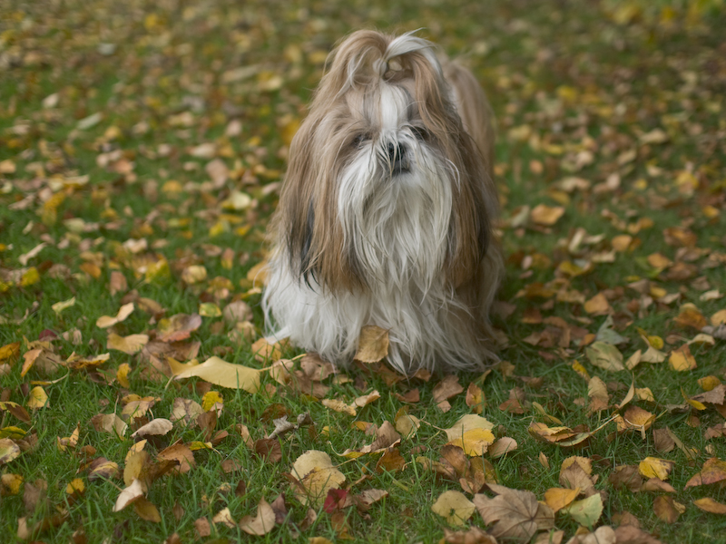 shih tzu temperament spunky breeds rover shih tzu temperament spunky breeds rover