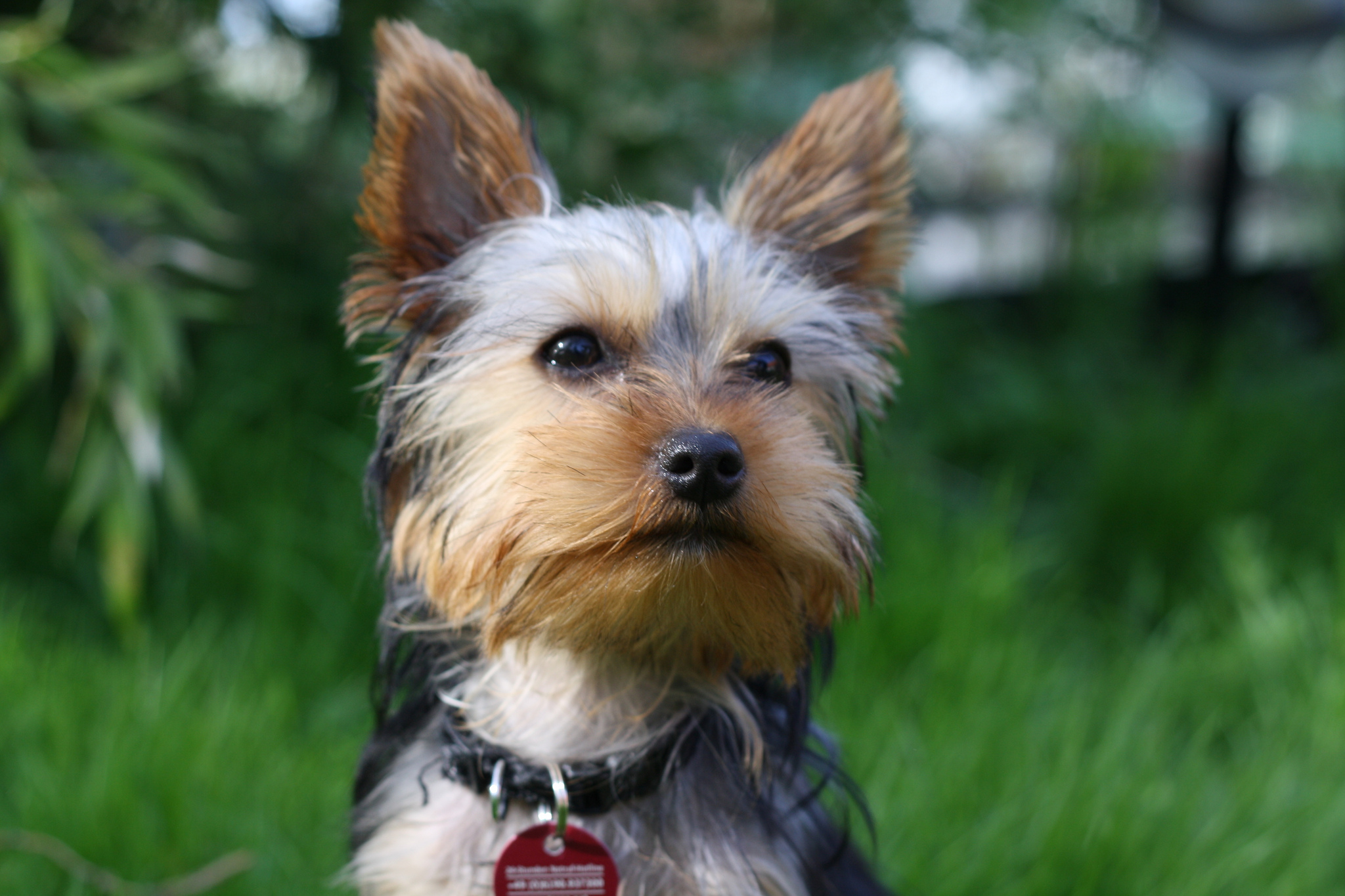 911 yorkie rescue 5 surprisingly awesome apartment dogs rover 911 yorkie rescue 5 surprisingly awesome apartment dogs rover