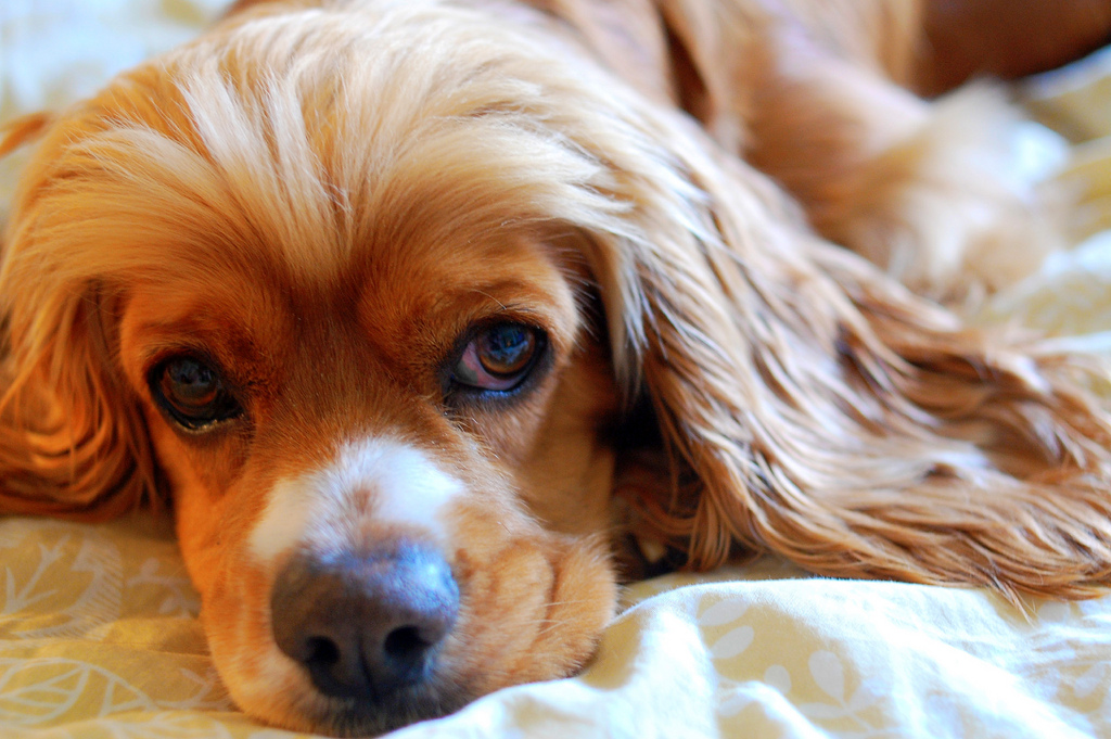 where did dogs originate 301 moved permanently where did dogs originate 301 moved permanently