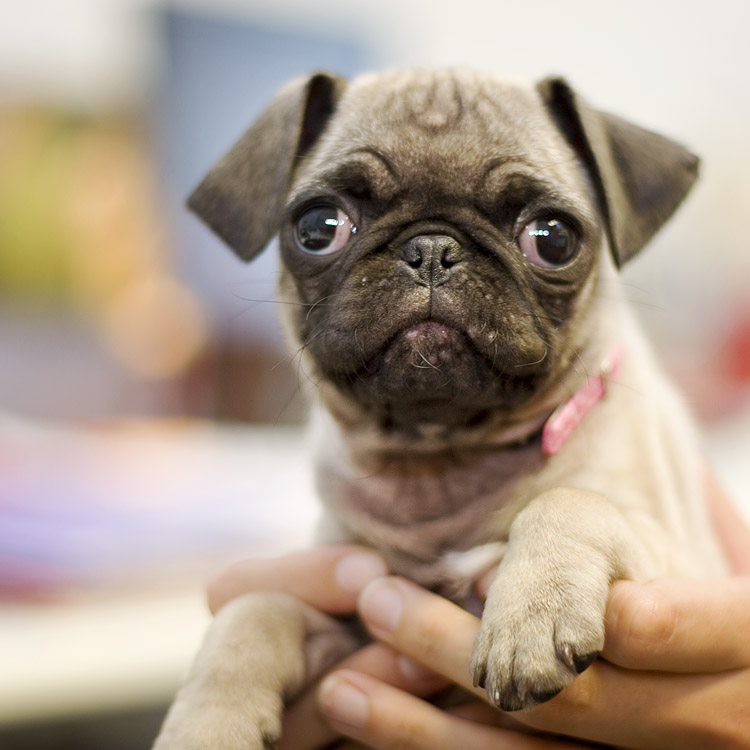 where do pugs come from 301 moved permanently where do pugs come from 301 moved permanently