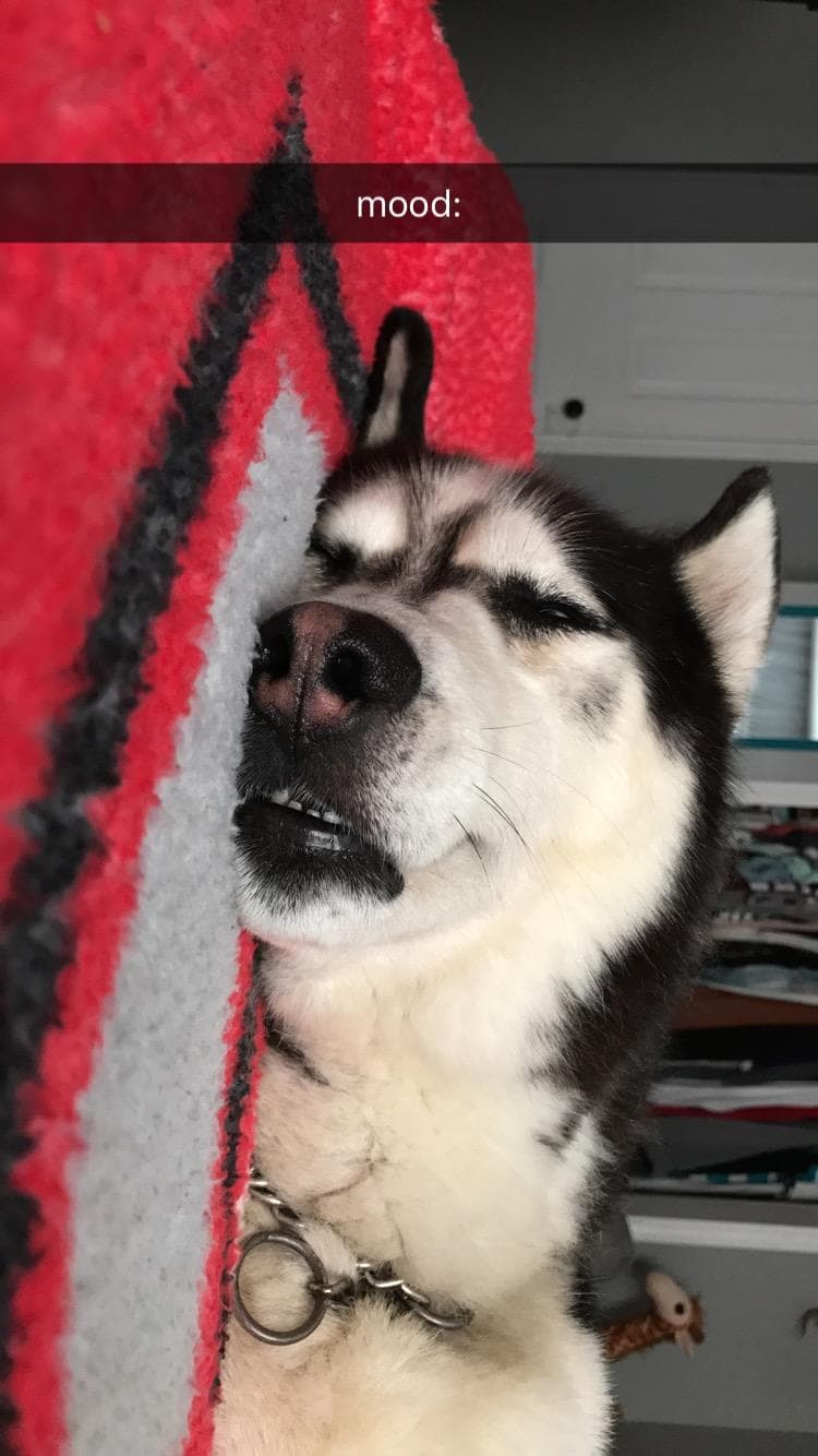 pet