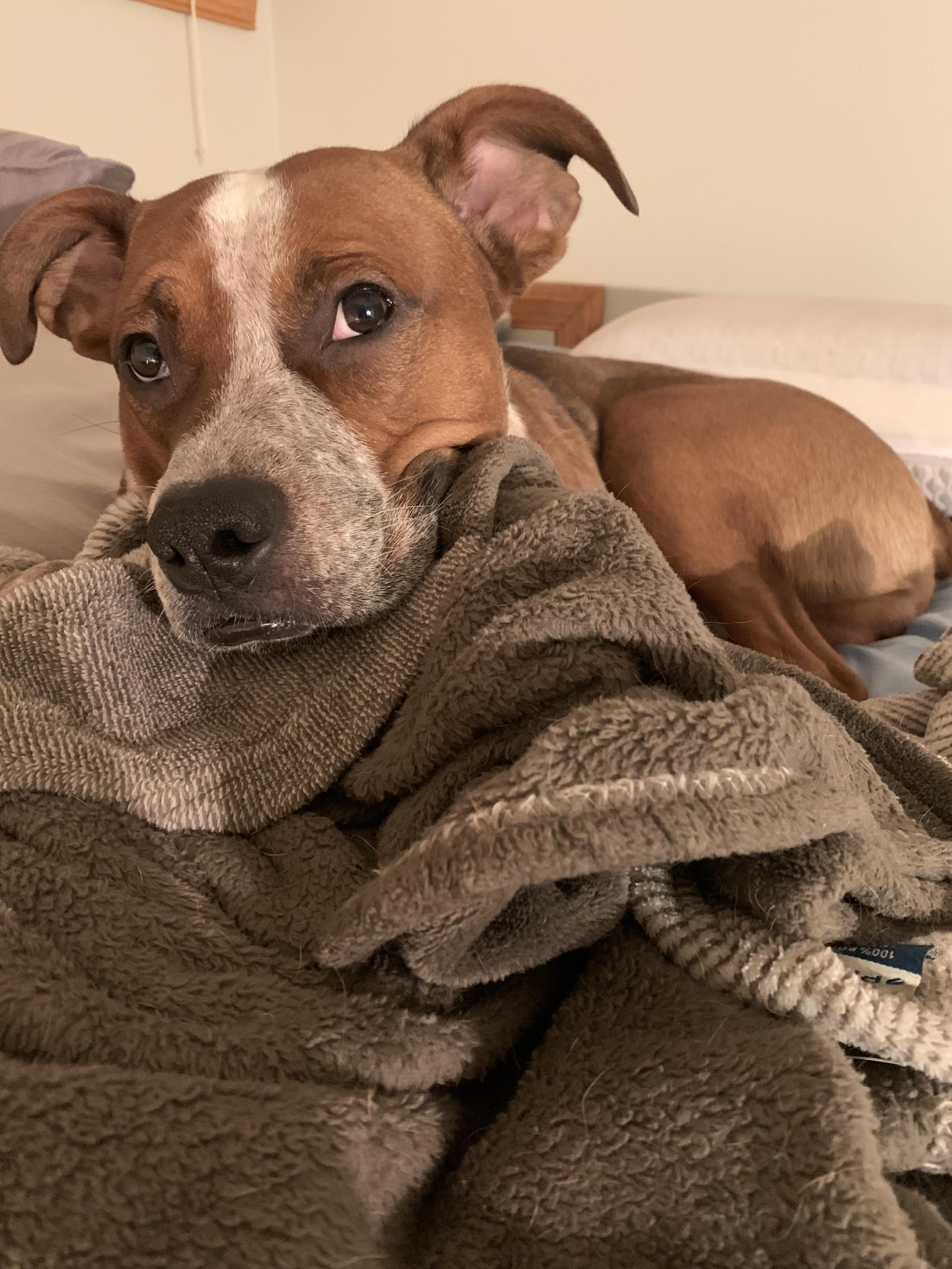 pet