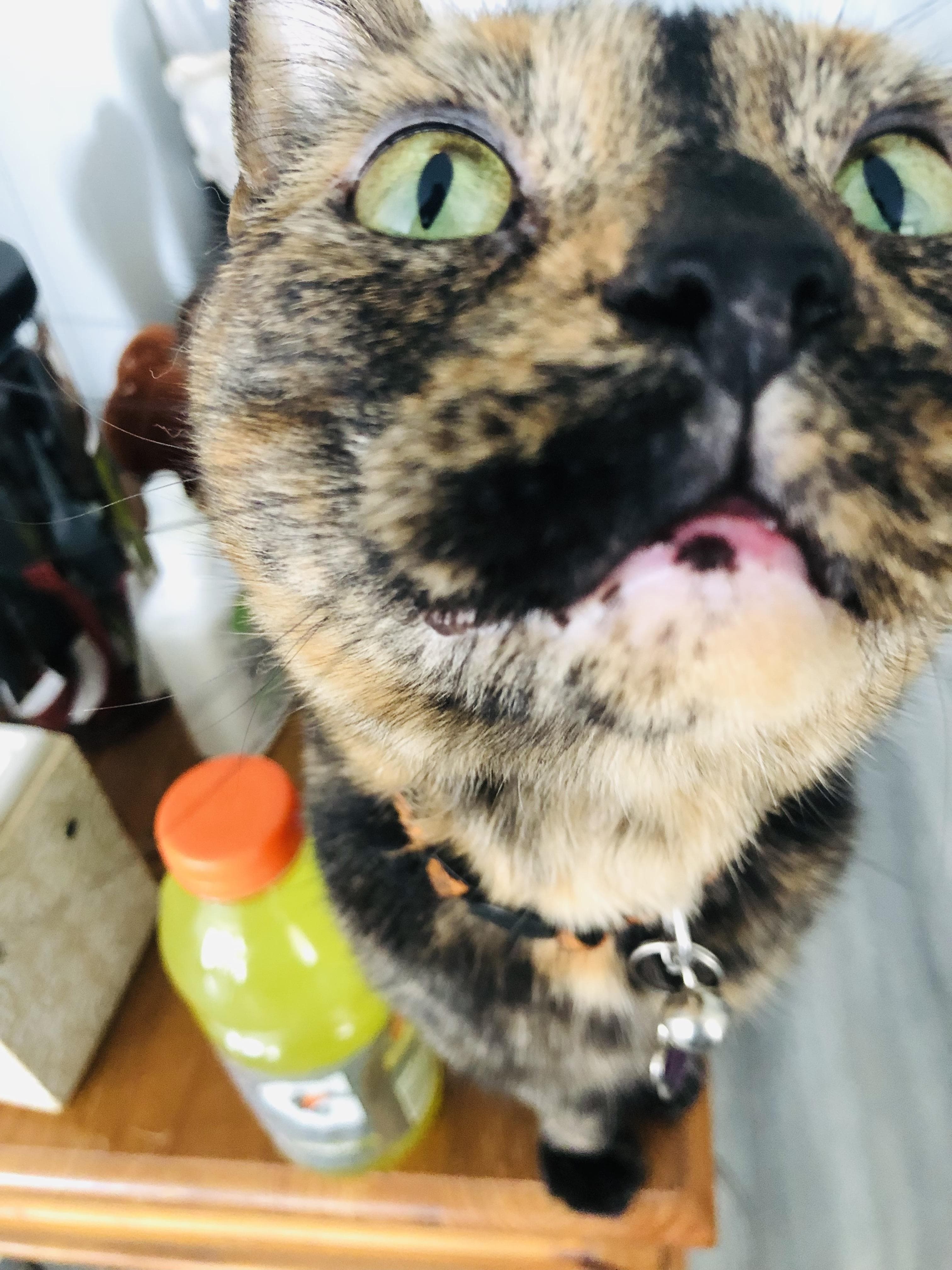 pet