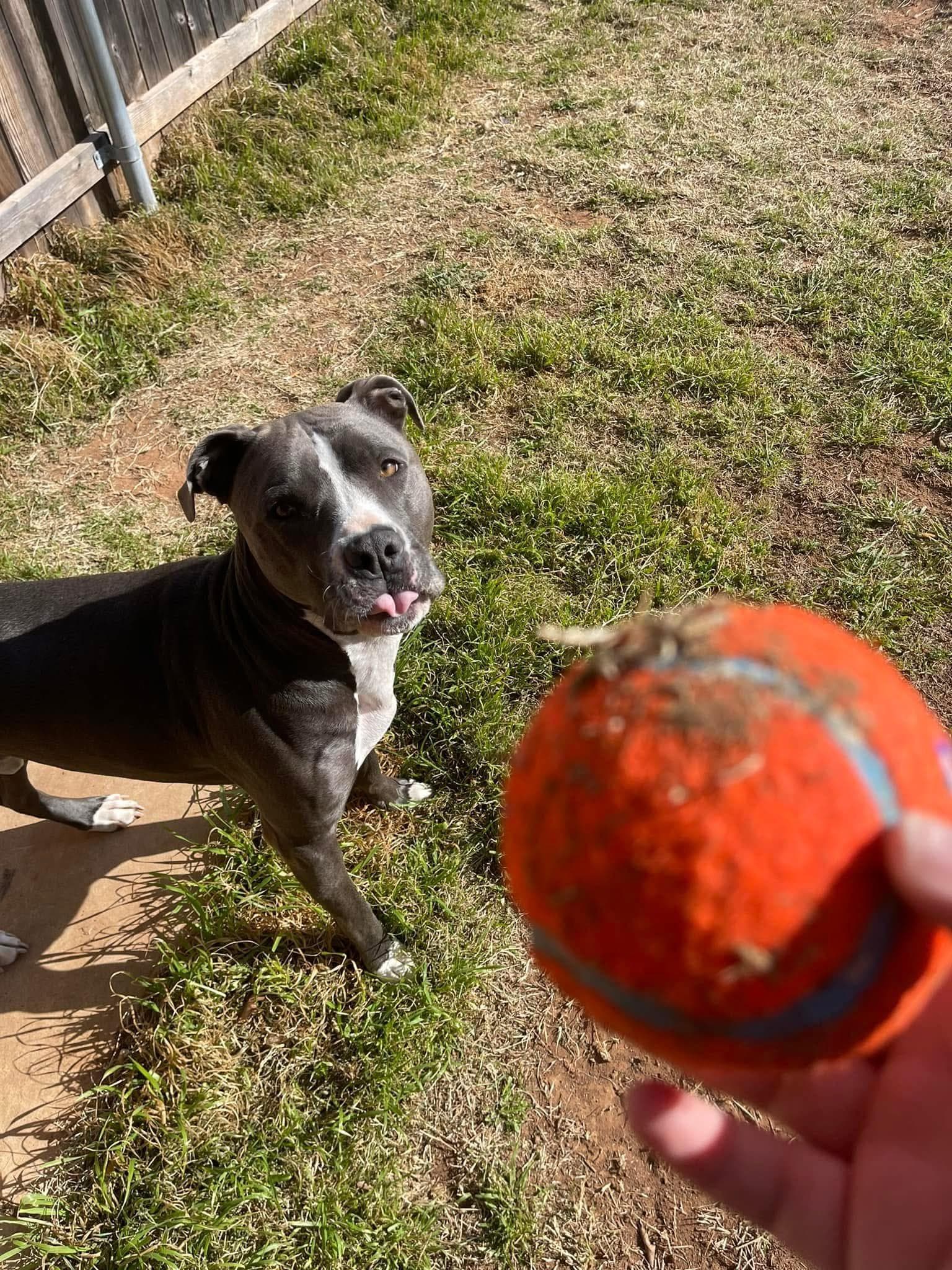 pet