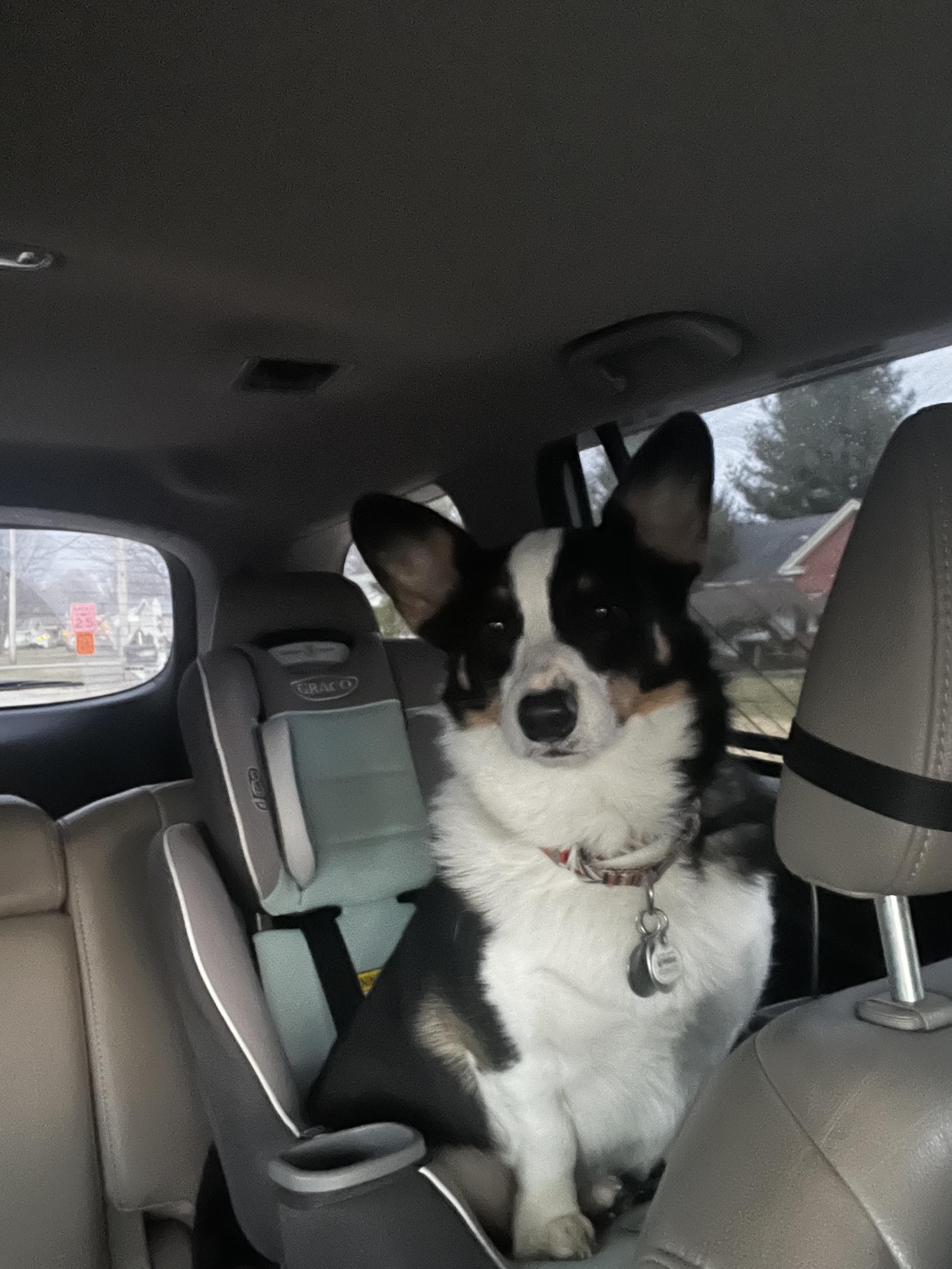 pet