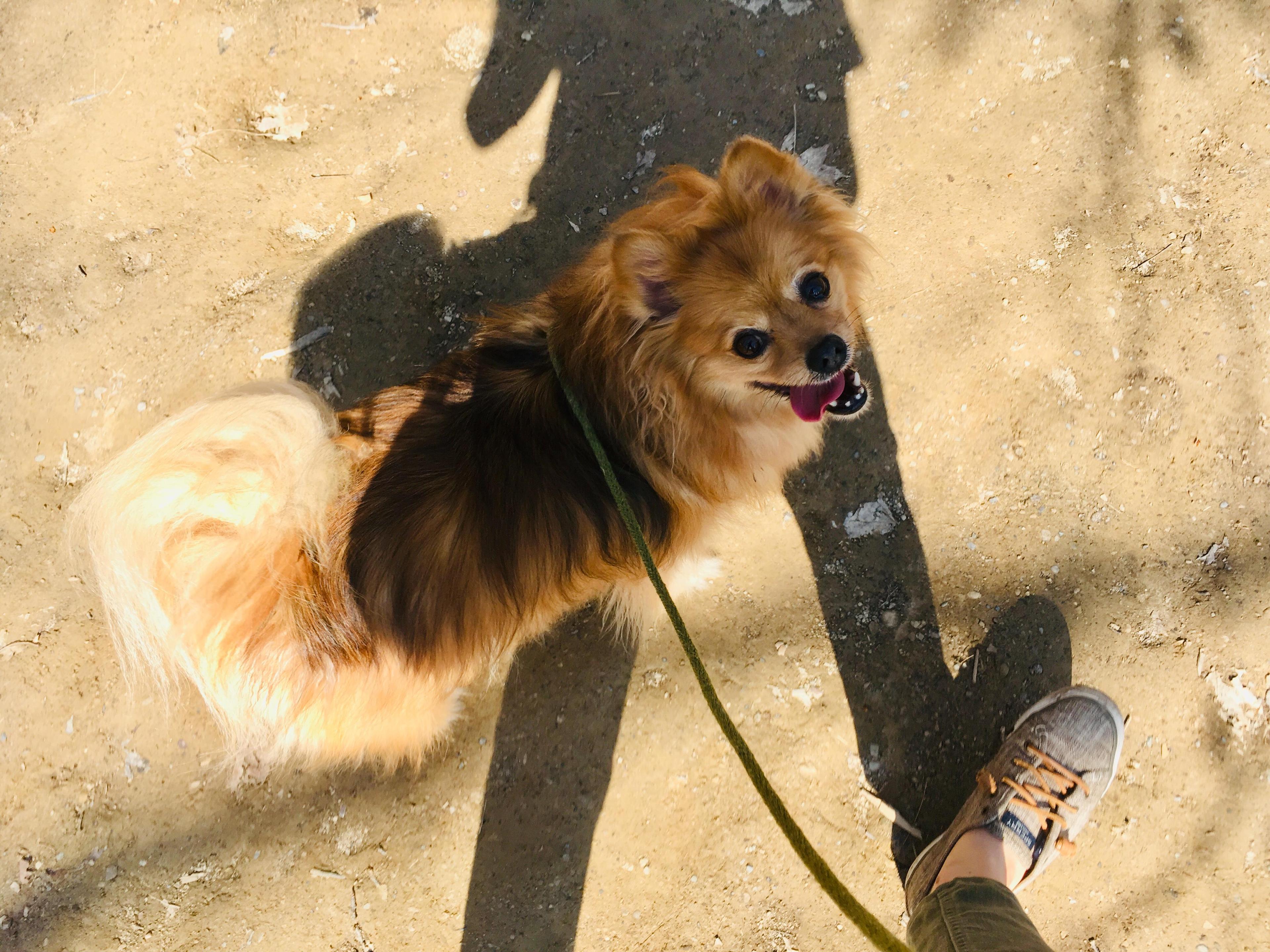 pet