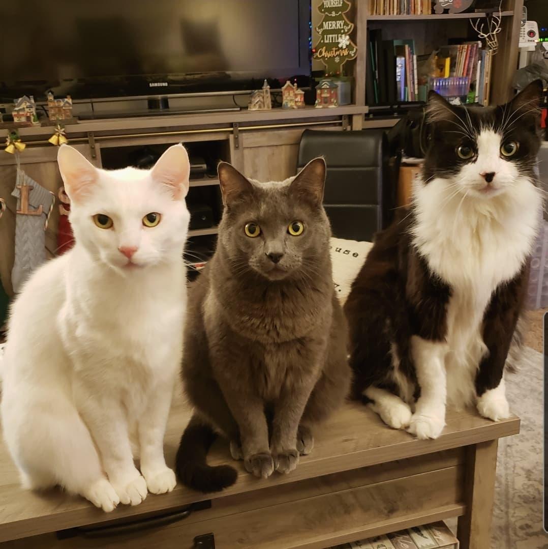 pet