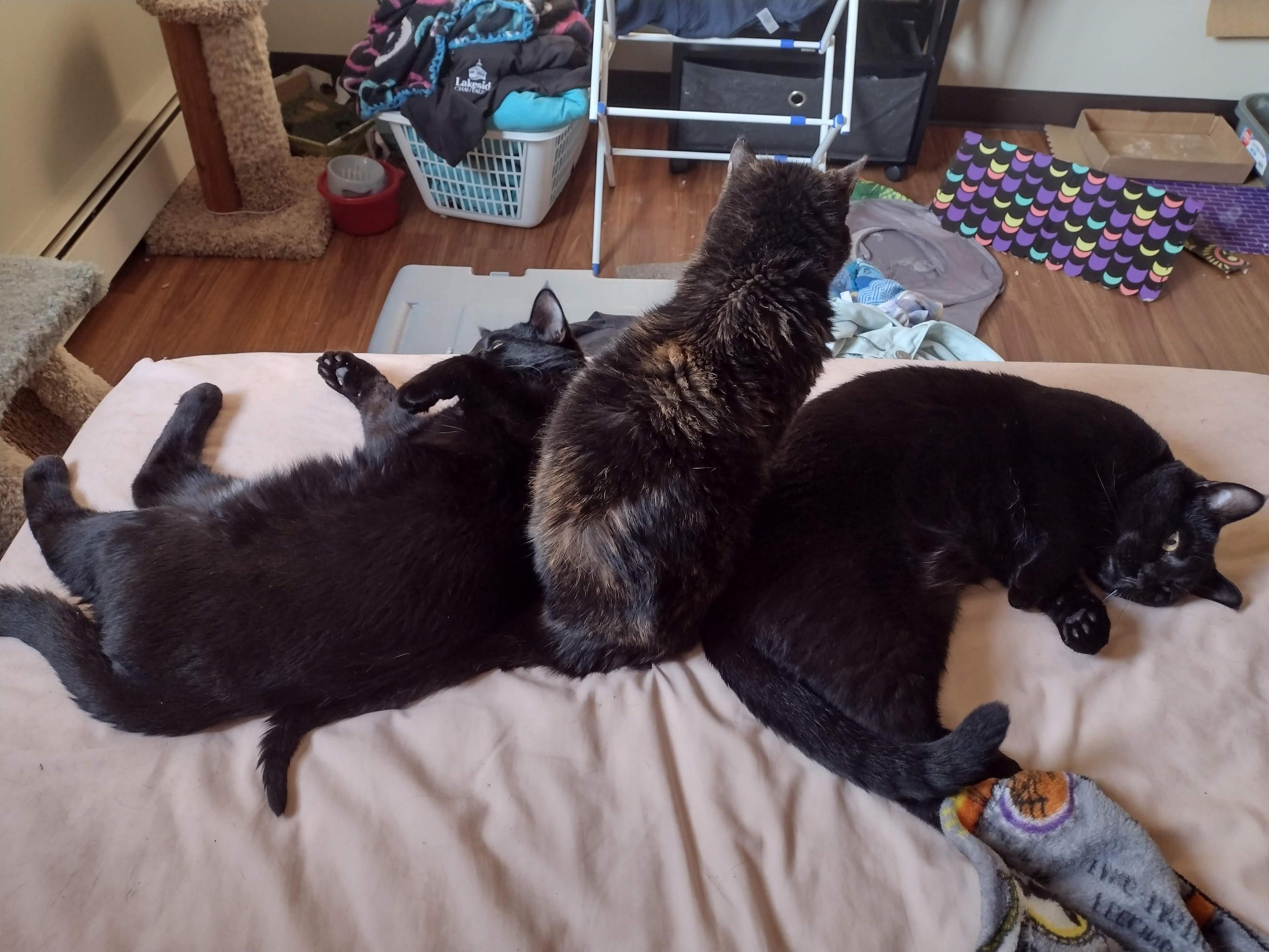 pet