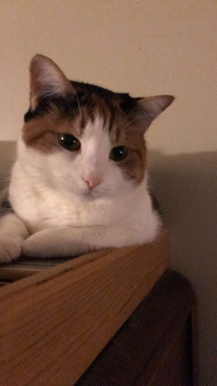 pet