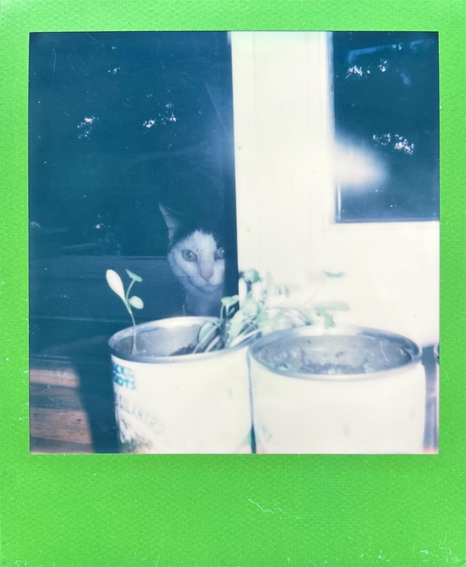 pet
