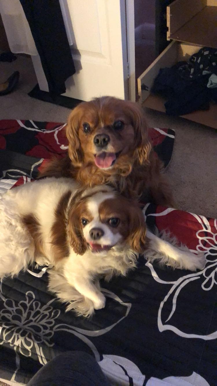 pet