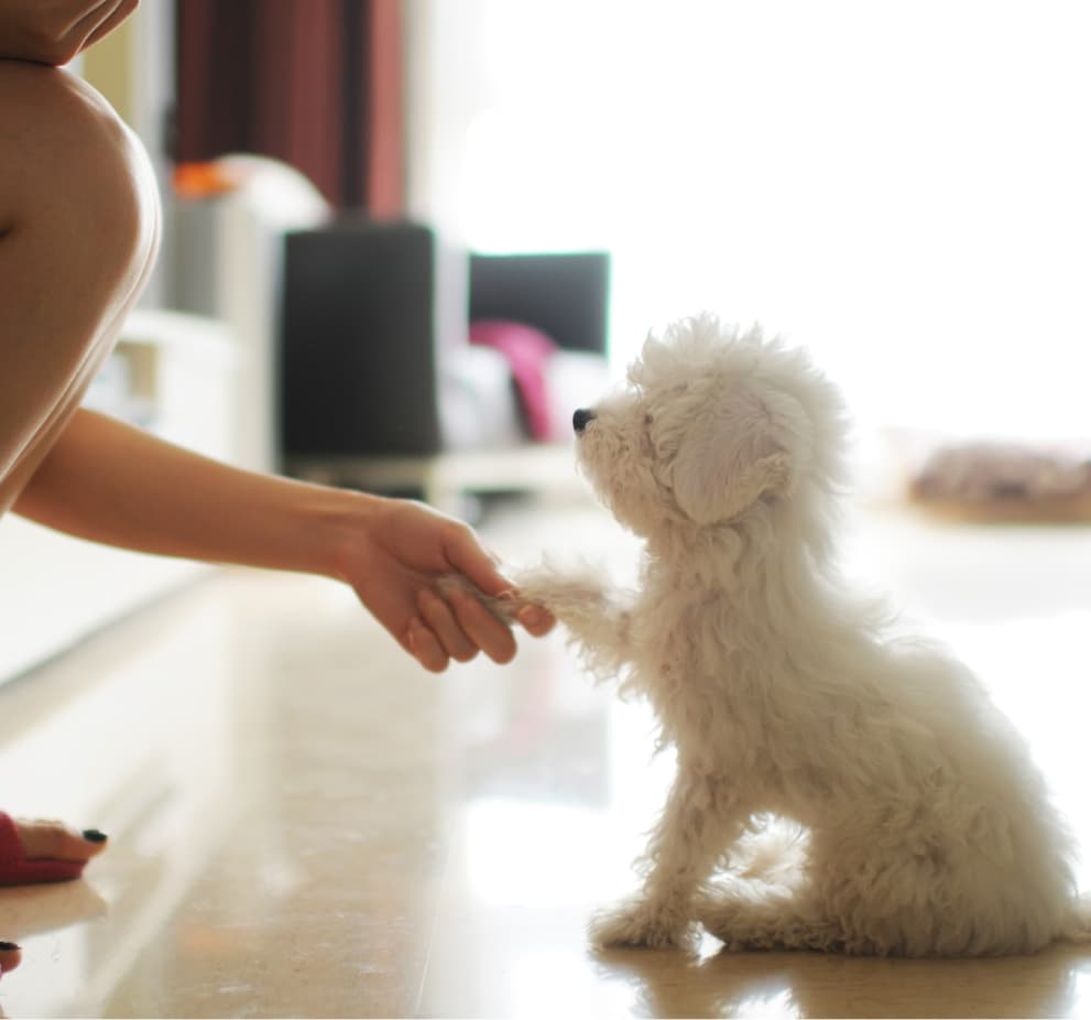 Puppy Boarding Near Me Find Puppy Boarding Sitters