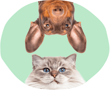 Pet care illustration
