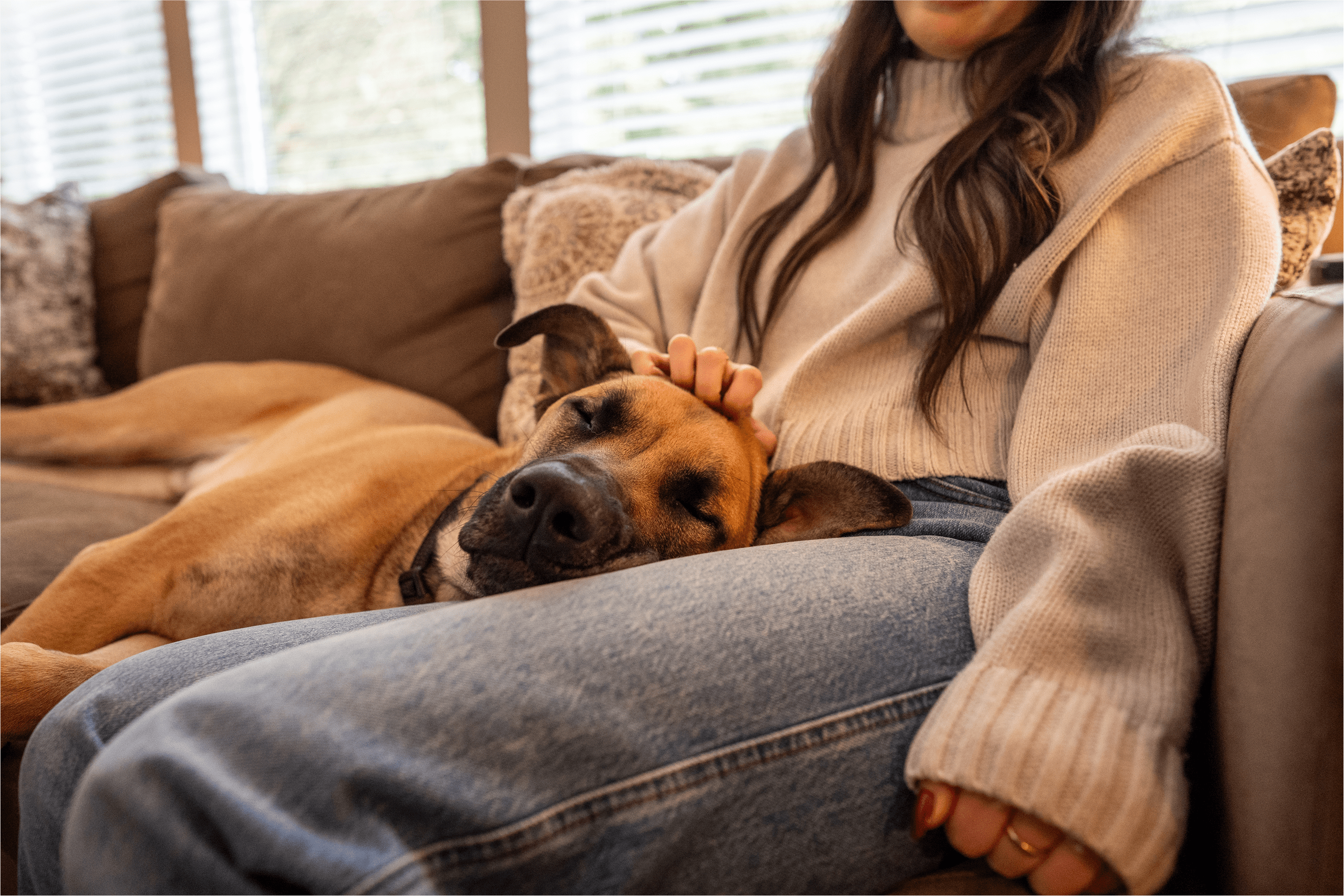 Dog Boarding Near Me Find Dog Boarding Sitters