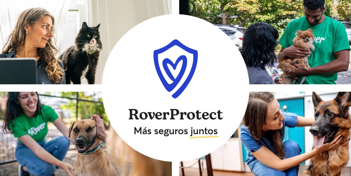 Rover Protect Landing Image