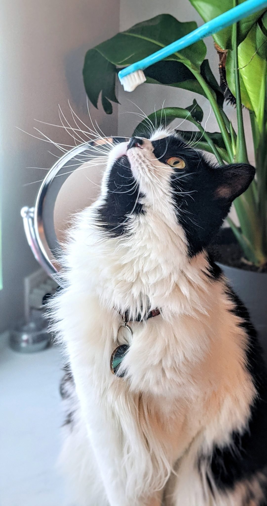 No, Really, Why Do Cats Follow You Into the Bathroom?
