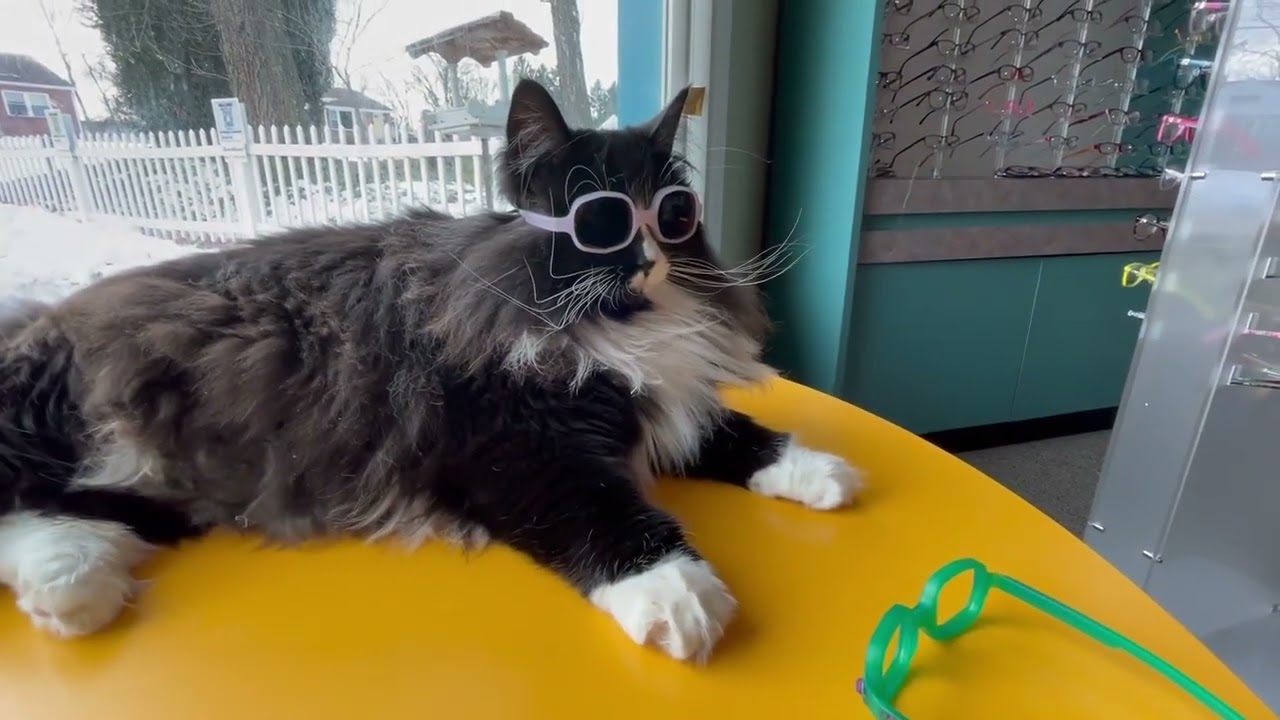 Truffles the Cat Conquers Her Colorblindness With Special Glasses | The ...