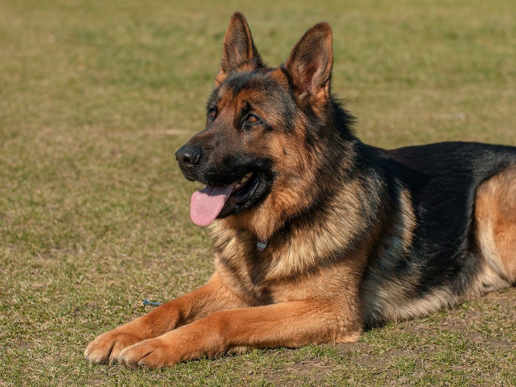 German Shepherd Dog Fun Facts History And How To Get A Gsd