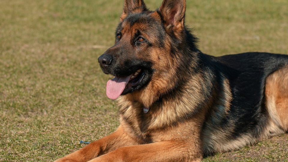 23+ German Shepherd Dog Training