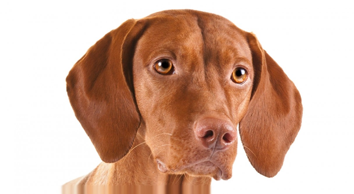 Does the Hungarian Vizsla Make a Good Family Pet? | Rover.com