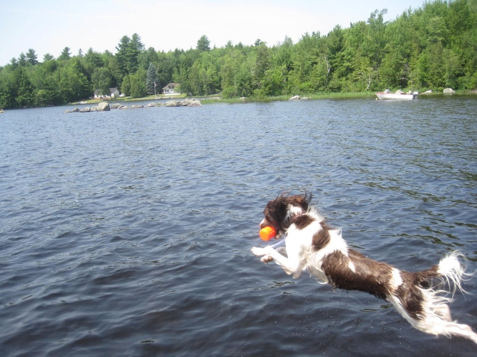 Dock Diving Dog Dock Diving Dog