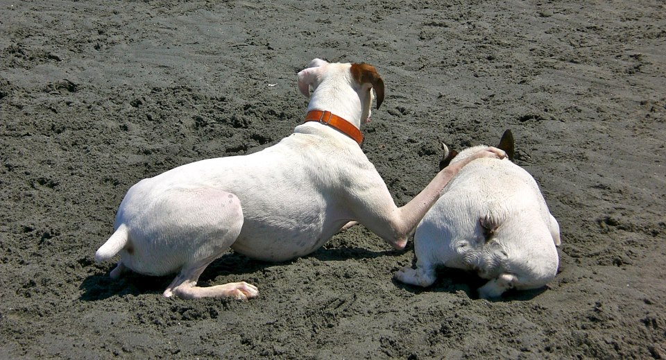 Beach buddies Beach buddies