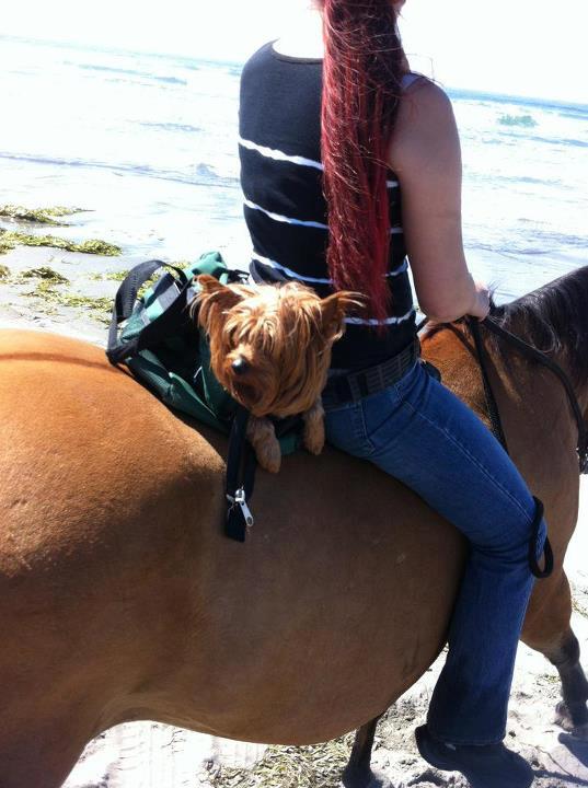 Dog riding a horse Dog riding a horse