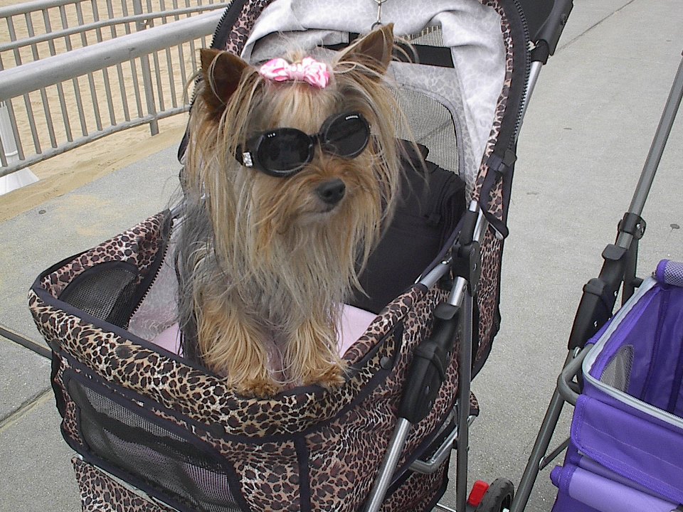 Dog in sun glasses Dog in sun glasses
