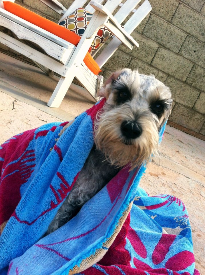 Schnoodle in a towel Schnoodle in a towel