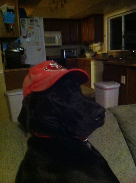 The Fantasy Football Dog Team Rover Blog