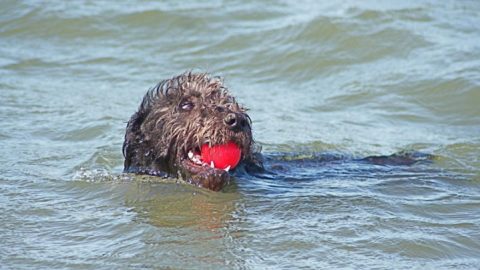 swimming dog Darby