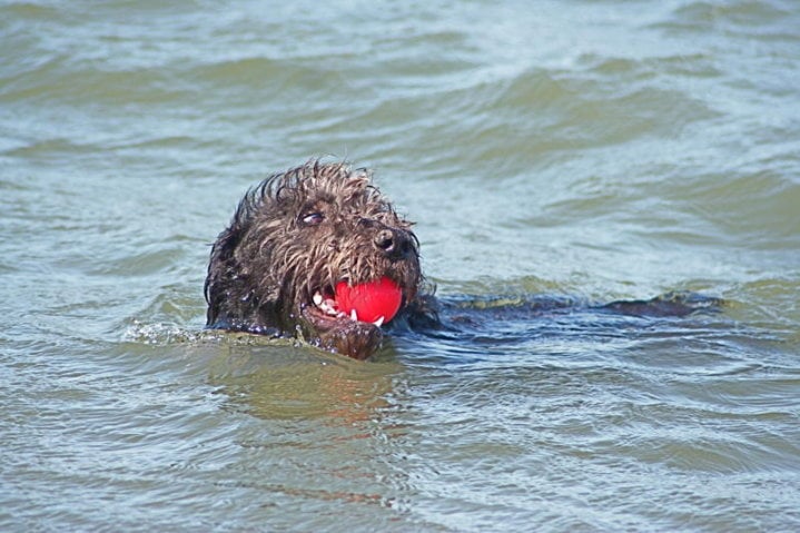 swimming dog Darby swimming dog Darby
