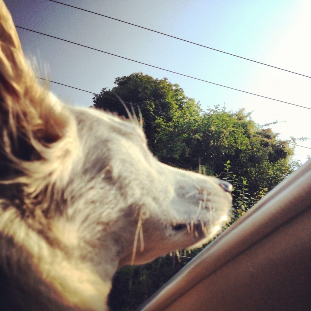 Top 10 Cars for Dog Lovers Rover Blog