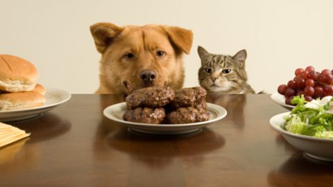 Pet recipes and dangerous foods for dogs