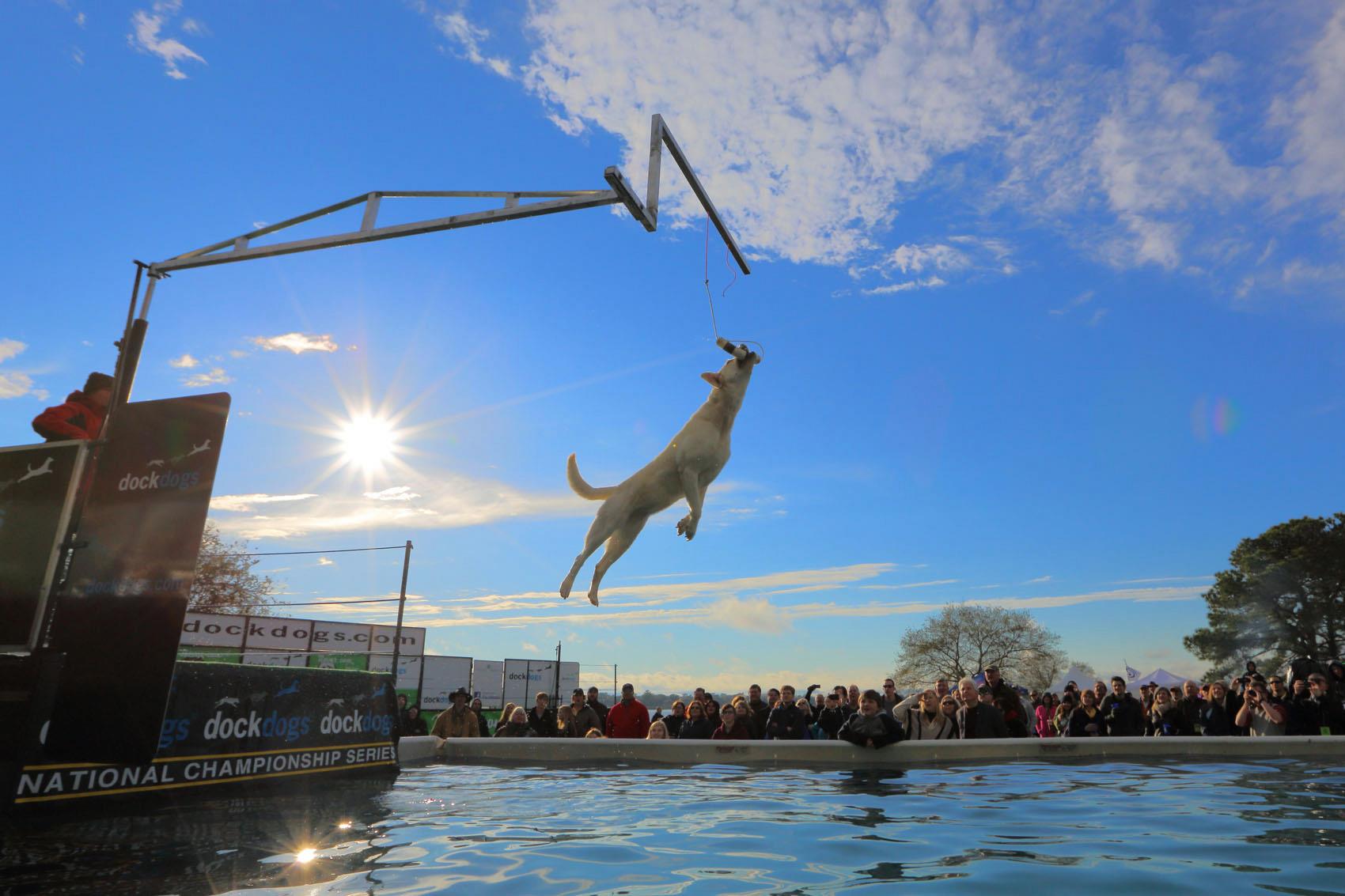 13 SEWE Extreme Vertical (Photo by Jim Zelasko) DockDogs Extreme Vertivcal