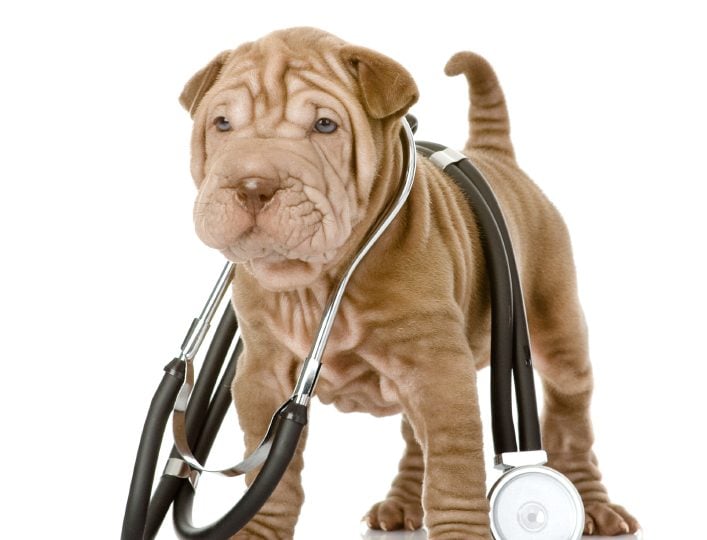 How to check your dog's vital signs - a dog wearing a stethoscope