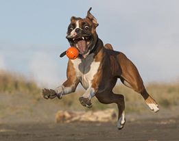 dogday7
