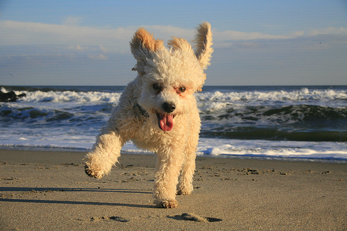 Carmel Beaches Dog Friendly Carmel Beaches Dog Friendly