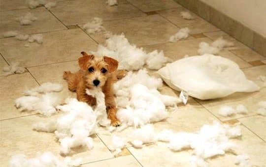 Image result for puppy