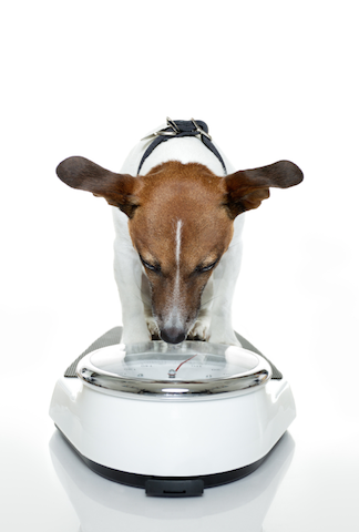 Rover.com Blog: Putting Your Pet's Weight into Perspective // Parson Russell Terrier // Source: iStock