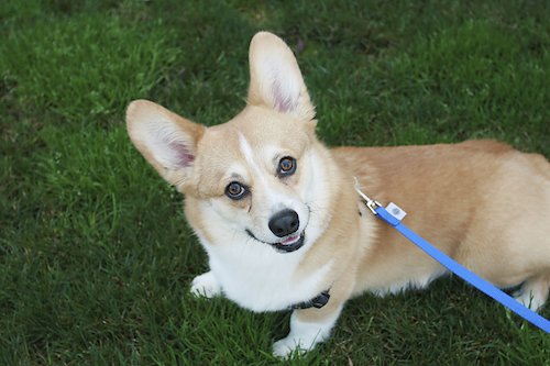 Rover.com Blog: How to teach your puppy not to pull on a leash // Photo credit: iStock